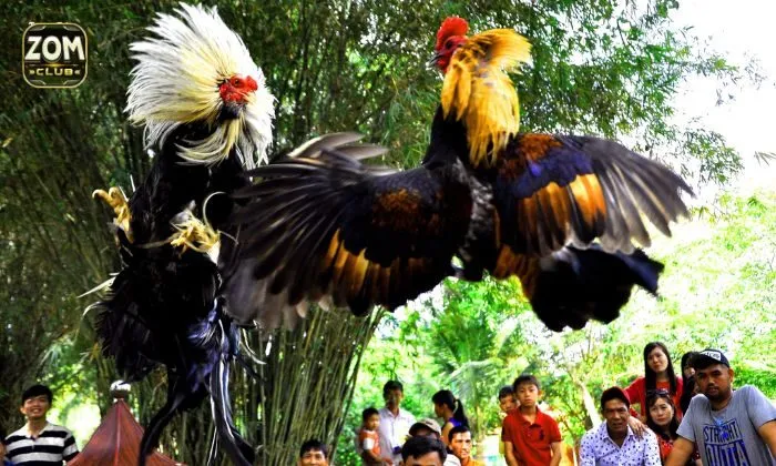 đá gà Zomclub Hình ảnh trực tiếp đá gà Zomclub chất lượng, sắc nét