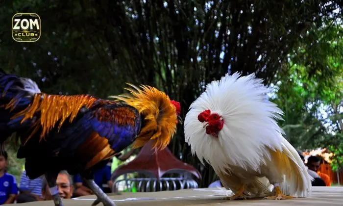 đá gà Zomclub Chi tiết các bước tham gia chơi đá gà Zomclub cho tân thủ